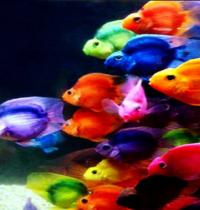Zamob color fishes