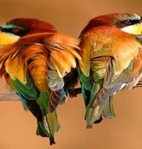 Zamob colorful bird