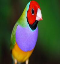 Zamob Colorful Cute Bird