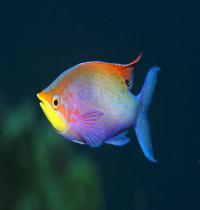 Zamob Colorful Fish