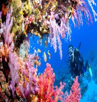 Zamob Colorful Underwater World