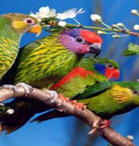 Zamob Colorlful twin Birds