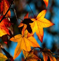 Zamob Colors Of Fall