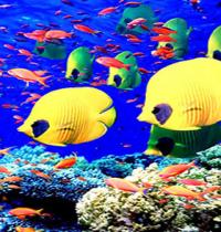 Zamob coloured underwater fishes
