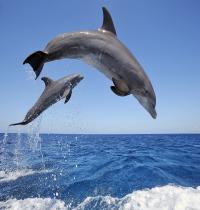 Zamob Common Bottlenose Dolphins