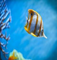 Zamob Copperband Butterfly Fish