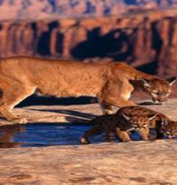 Zamob Cougar and Cubs