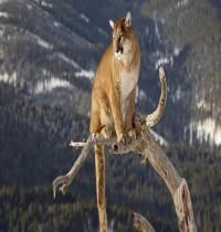 Zamob Cougar Big Cat