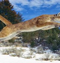Zamob Cougar Jumping