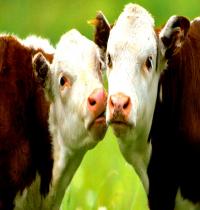 Zamob Cows In Love
