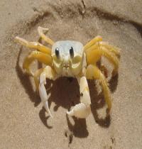 Zamob Crab