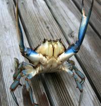 Zamob Crab 01