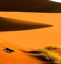 Zamob Crossing the Sand Dunes of Sossusvlei Park