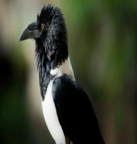 Zamob Crow Beak
