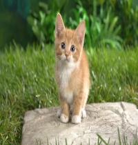 Zamob Curious Tabby Kitten