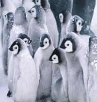 Zamob Cute Arctic Penguins