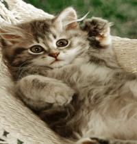 Zamob Cute Cat 1