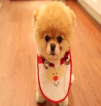 Zamob Cute Dog Christmas