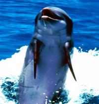 Zamob cute dolphin