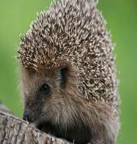 Zamob Cute Hedgehog