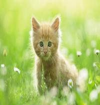 Zamob Cute Kitten