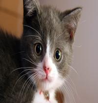 Zamob Cute Kitten 01