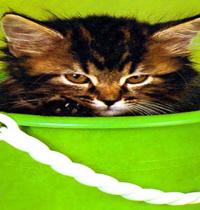Zamob cute kitten in bucket