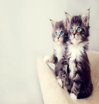 Zamob Cute Kittens