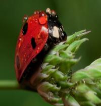 Zamob Cute Ladybug
