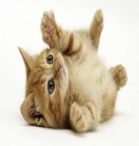 Zamob Cute Little Cat Playing