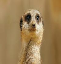 Zamob Cute Meerkat