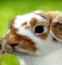 Zamob Cute Rabbit