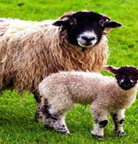 Zamob cute sheep lamb