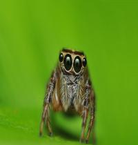 Zamob Cute Spider
