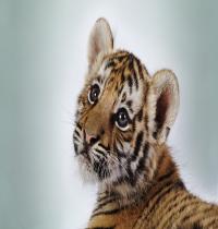 Zamob Cute Tiger Cub