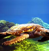 Zamob cute water turtle