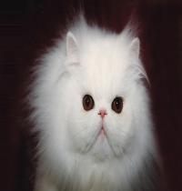 Zamob Cute White Cat