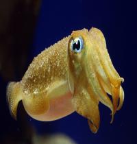 Zamob Cuttlefish