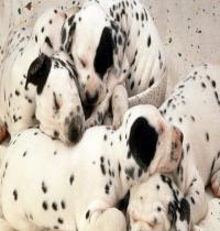 Zamob Dalmatian Puppies