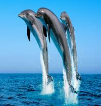 Zamob Dance Of The Dolphins