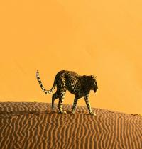 Zamob Desert Cougar