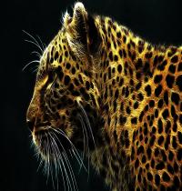 Zamob Digital Leopard