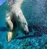 Zamob Diving Polar Bear