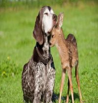 Zamob dog and baby deer
