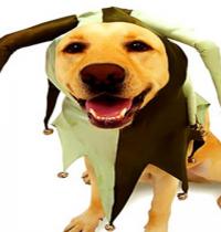 Zamob doggy with costume ball