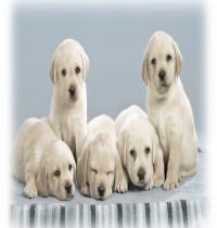 Zamob Dogs Five White