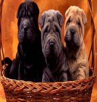 Zamob Dogs In The Basket