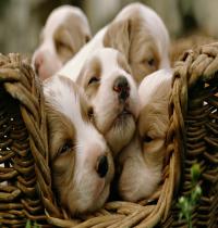 Zamob Dogs Puppies In The Basket