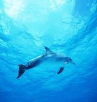 Zamob Dolphin in Deep Blue Sea
