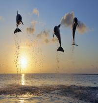 Zamob Dolphins in Bay Islands